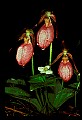 01101-00033-Pink Lady's Slipper, Cypripedium acaule.jpg