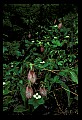 01101-00034-Pink Lady's Slipper, Cypripedium acaule.jpg