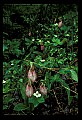 01101-00035-Pink Lady's Slipper, Cypripedium acaule.jpg
