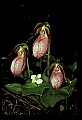 01101-00036-Pink Lady's Slipper, Cypripedium acaule.jpg