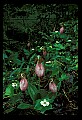 01101-00037-Pink Lady's Slipper, Cypripedium acaule.jpg