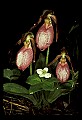 01101-00038-Pink Lady's Slipper, Cypripedium acaule.jpg
