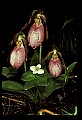 01101-00039-Pink Lady's Slipper, Cypripedium acaule.jpg