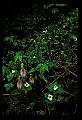 01101-00041-Pink Lady's Slipper, Cypripedium acaule.jpg