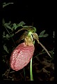 01101-00043-Pink Lady's Slipper, Cypripedium acaule.jpg