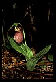 01101-00046-Pink Lady's Slipper, Cypripedium acaule.jpg