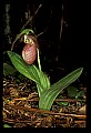 01101-00047-Pink Lady's Slipper, Cypripedium acaule.jpg