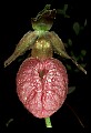 01101-00048-Pink Lady's Slipper, Cypripedium acaule.jpg