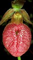 01101-00049-Pink Lady's Slipper, Cypripedium acaule t.jpg