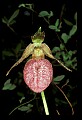 01101-00050-Pink Lady's Slipper, Cypripedium acaule.jpg