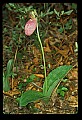 01101-00051-Pink Lady's Slipper, Cypripedium acaule.jpg