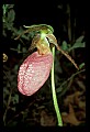 01101-00052-Pink Lady's Slipper, Cypripedium acaule.jpg