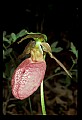 01101-00053-Pink Lady's Slipper, Cypripedium acaule.jpg