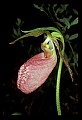 01101-00054-Pink Lady's Slipper, Cypripedium acaule.jpg