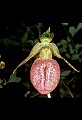 01101-00055-Pink Lady's Slipper, Cypripedium acaule.jpg