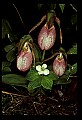 01101-00056-Pink Lady's Slipper, Cypripedium acaule.jpg