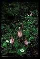 01101-00058-Pink Lady's Slipper, Cypripedium acaule.jpg