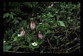 01101-00059-Pink Lady's Slipper, Cypripedium acaule.jpg