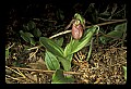 01101-00061-Pink Lady's Slipper, Cypripedium acaule.jpg