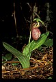 01101-00062-Pink Lady's Slipper, Cypripedium acaule.jpg