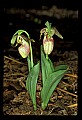 01101-00065-Pink Lady's Slipper, Cypripedium acaule.jpg