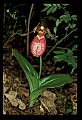 01101-00070-Pink Lady's Slipper, Cypripedium acaule.jpg