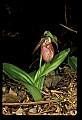 01101-00072-Pink Lady's Slipper, Cypripedium acaule.jpg