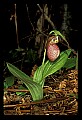 01101-00075-Pink Lady's Slipper, Cypripedium acaule.jpg