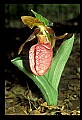 01101-00076-Pink Lady's Slipper, Cypripedium acaule.jpg