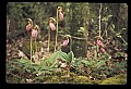 01101-00080-Pink Lady's Slipper, Cypripedium acaule.jpg