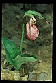 01101-00081-Pink Lady's Slipper, Cypripedium acaule.jpg