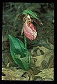 01101-00082-Pink Lady's Slipper, Cypripedium acaule.jpg