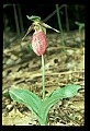01101-00084-Pink Lady's Slipper, Cypripedium acaule.jpg