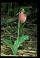 01101-00085-Pink Lady's Slipper, Cypripedium acaule.jpg