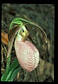 01101-00087-Pink Lady's Slipper, Cypripedium acaule.jpg