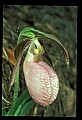 01101-00088-Pink Lady's Slipper, Cypripedium acaule.jpg