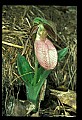 01101-00089-Pink Lady's Slipper, Cypripedium acaule.jpg