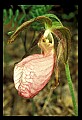 01101-00092-Pink Lady's Slipper, Cypripedium acaule.jpg