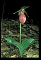 01101-00094-Pink Lady's Slipper, Cypripedium acaule.jpg