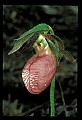 01101-00098-Pink Lady's Slipper, Cypripedium acaule.jpg