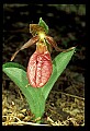 01101-00102-Pink Lady's Slipper, Cypripedium acaule.jpg