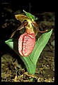 01101-00103-Pink Lady's Slipper, Cypripedium acaule.jpg