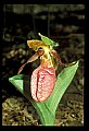 01101-00104-Pink Lady's Slipper, Cypripedium acaule.jpg