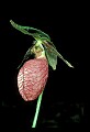 01101-00106-Pink Lady's Slipper, Cypripedium acaule.jpg