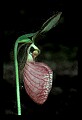 01101-00107-Pink Lady's Slipper, Cypripedium acaule.jpg