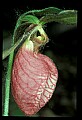 01101-00108-Pink Lady's Slipper, Cypripedium acaule.jpg