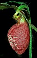 01101-00109-Pink Lady's Slipper, Cypripedium acaule t.jpg