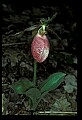 01101-00110-Pink Lady's Slipper, Cypripedium acaule.jpg