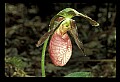 01101-00115-Pink Lady's Slipper, Cypripedium acaule.jpg