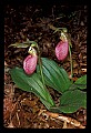 01101-00119-Pink Lady's Slipper, Cypripedium acaule.jpg